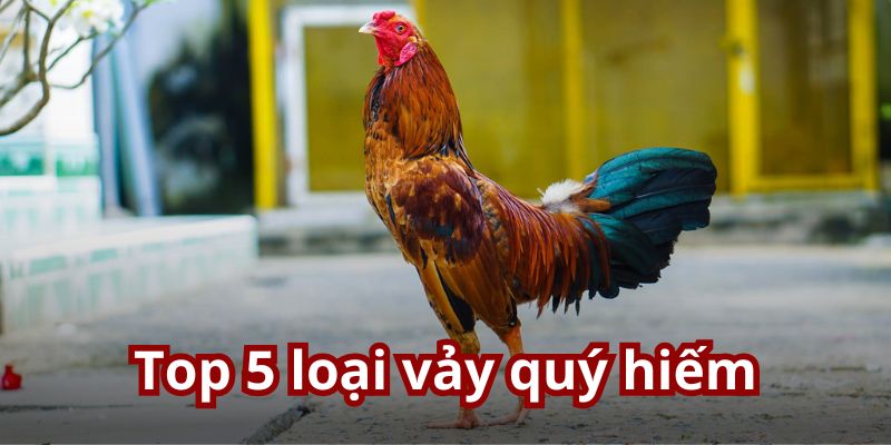 Bật mí cách chọn vảy gà chọi hay từ cao thủ lâu năm Bật mí cách chọn vảy gà chọi hay từ cao thủ lâu năm