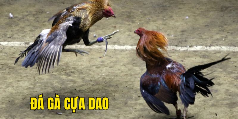 Chiến thuật đặt cược đá gà cựa dao U888 thắng lớn Chiến thuật đặt cược đá gà cựa dao U888 thắng lớn