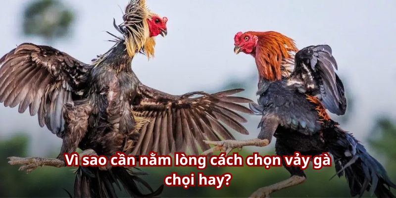 Chọn vảy gà thông minh có thể gia tăng đáng kê cơ hội chiến thắng Chọn vảy gà thông minh có thể gia tăng đáng kê cơ hội chiến thắng