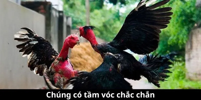 Chúng có tầm vóc chắc chắn Chúng có tầm vóc chắc chắn